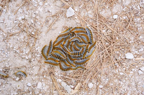 Comment procéder à un traitement anti-chenilles processionnaires dans le 78 Yvelines ?