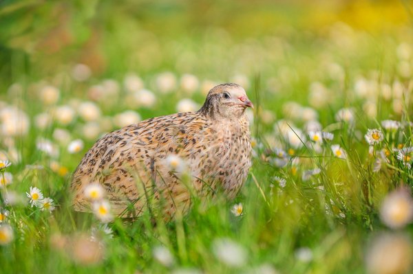 Idées de cadeaux gravés au laser pour des souvenirs inoubliables