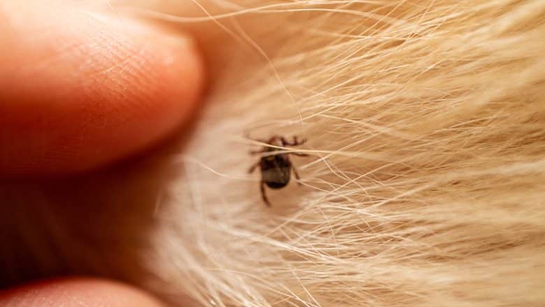 Les acariens sont-ils responsables de vos allergies ?