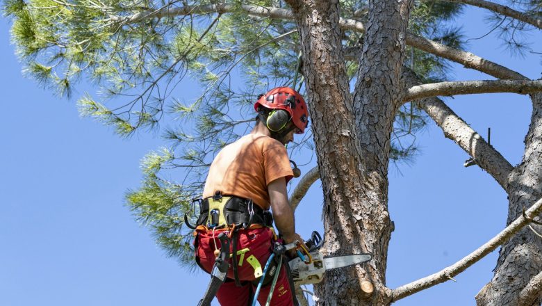 Comment fonctionnent les artisans élagueurs grimpeurs de Mérignac et Gironde ?